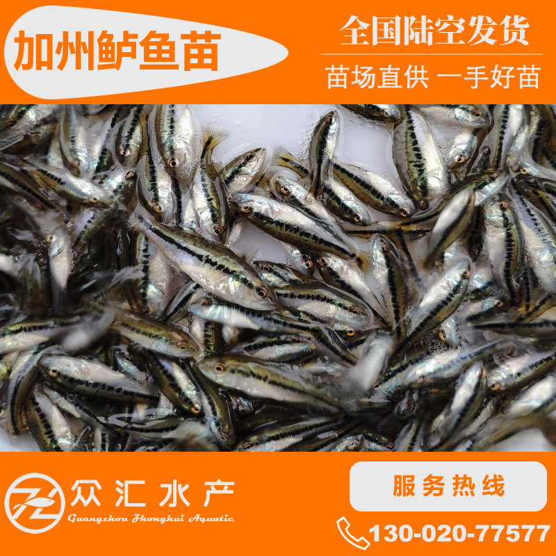 加州鲈鱼苗 鲈鱼苗 优鲈1号 优鲈3号 加州鲈鱼水花