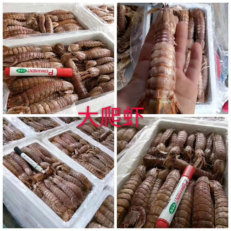 皮皮虾 冰鲜冷冻皮皮虾鲜活熟冻特大家用商用虾姑海鲜新鲜