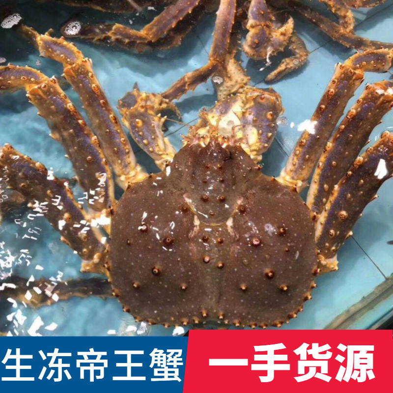 生冻整只帝王蟹鲜活鲜冻长脚蟹大螃蟹超10斤特大阿拉斯加帝皇冰鲜