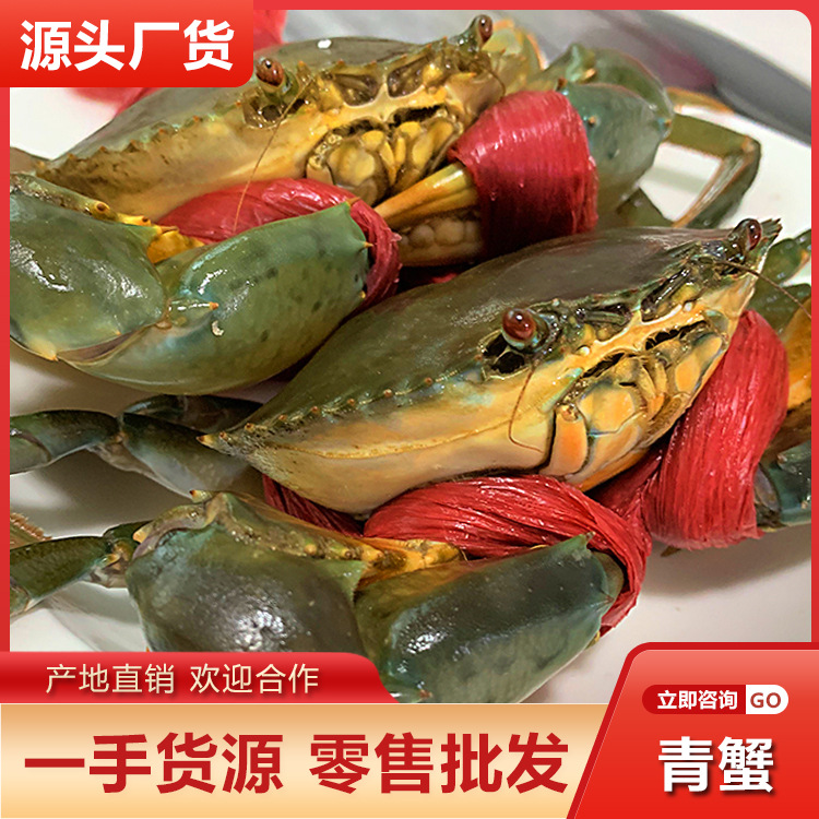 海捕青蟹公蟹母蟹膏蟹红鲟香辣蟹海螃蟹顺丰两斤起批发包邮