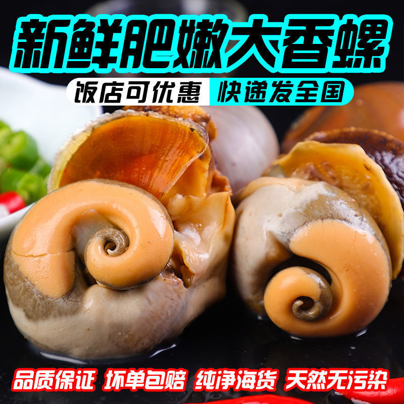 猫眼螺鲜活香螺沙螺肚脐螺海鲜水产贝类扁翠玉螺冷链