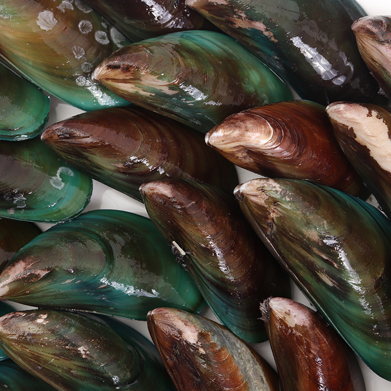 青口贝全壳青口冷冻贻贝海虹贝类烧烤海鲜酒店 自助 烧烤店批发