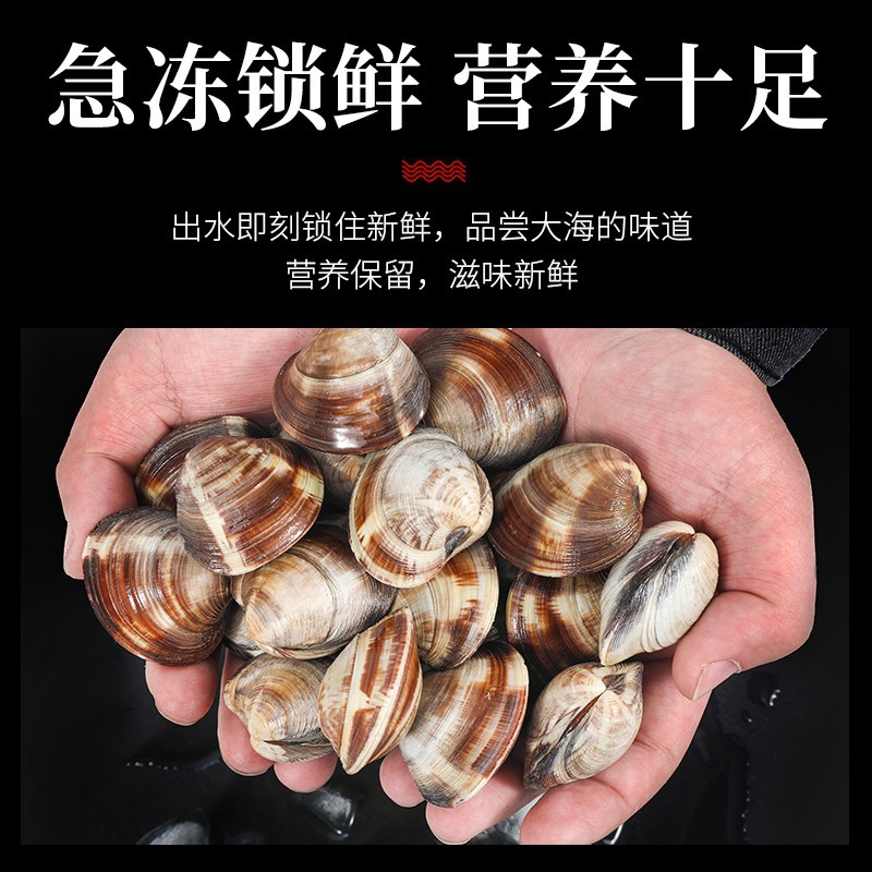 海鲜水产批发 鲜活虎皮贝美贝海捕鲜活贝类花甲蛤蜊 餐饮食材供应