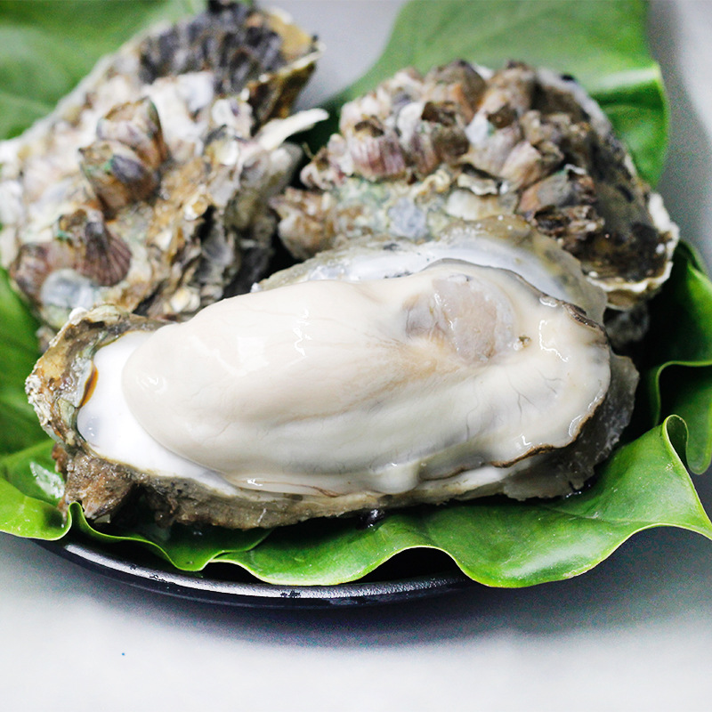 带壳 鲜活生蚝5斤10斤非乳山牡蛎海蛎子海鲜水产烧烤食材